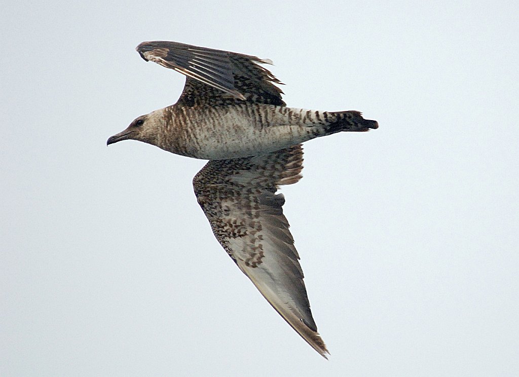 Jaeger, Pomarine, 2006-07081334 Hyannis, MA.JPG - Pomarine Jaeger, Broolkine July 2006 Hyannis pelagic bird trip